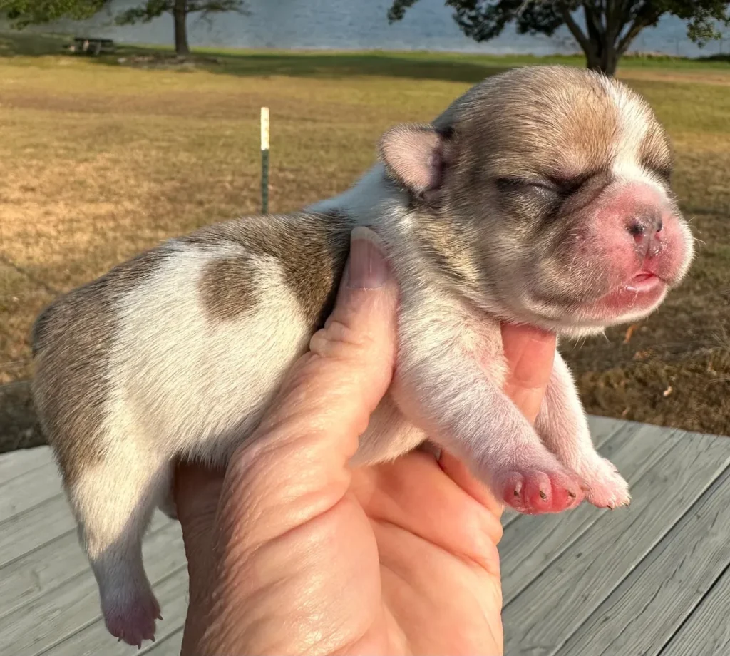 early neurological stimulation benefits