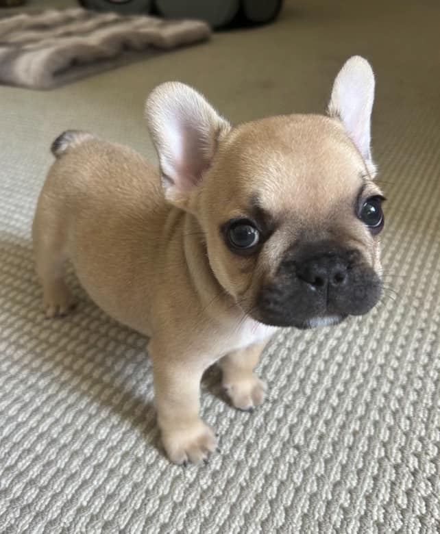 french bulldog breeder dallas