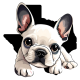 french bulldog puppies tx
